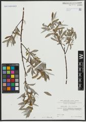 Foto von Salix alba subsp. vitellina (L.) Arcang.